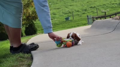 Alec, a male Cavalier King Charles Spaniel for sale in Sugarcreek, OH – 9 of 9