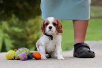 Arby, a male Cavalier King Charles Spaniel for sale in Sugarcreek, OH – 4 of 8