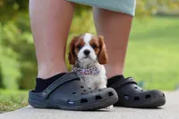 Alec, a male Cavalier King Charles Spaniel for sale in Sugarcreek, OH – 5 of 9