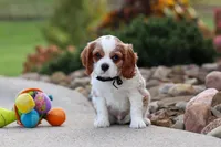 Arby, a male Cavalier King Charles Spaniel for sale in Sugarcreek, OH – 1 of 8
