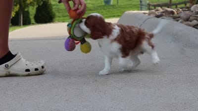 Acorn, a male Cavalier King Charles Spaniel for sale in Sugarcreek, OH – 9 of 9