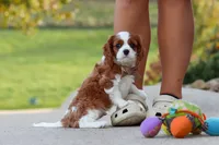 Acorn, a male Cavalier King Charles Spaniel for sale in Sugarcreek, OH – 8 of 9