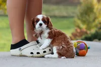 Acorn, a male Cavalier King Charles Spaniel for sale in Sugarcreek, OH – 5 of 9