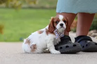 Alec, a male Cavalier King Charles Spaniel for sale in Sugarcreek, OH – 8 of 9