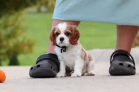 Arby, a male Cavalier King Charles Spaniel for sale in Sugarcreek, OH – 6 of 8