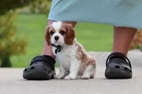 Arby, a male Cavalier King Charles Spaniel for sale in Sugarcreek, OH – 3 of 8