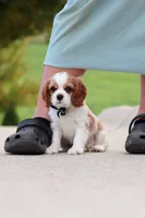 Arby, a male Cavalier King Charles Spaniel for sale in Sugarcreek, OH – 2 of 8