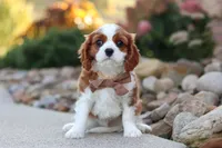 Acorn, a male Cavalier King Charles Spaniel for sale in Sugarcreek, OH – 7 of 9