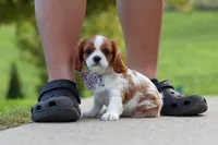 Alec, a male Cavalier King Charles Spaniel for sale in Sugarcreek, OH – 3 of 9
