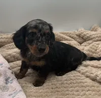 Delilah , a female Miniature Dachshund for sale in Bourbon, IN – 2 of 8