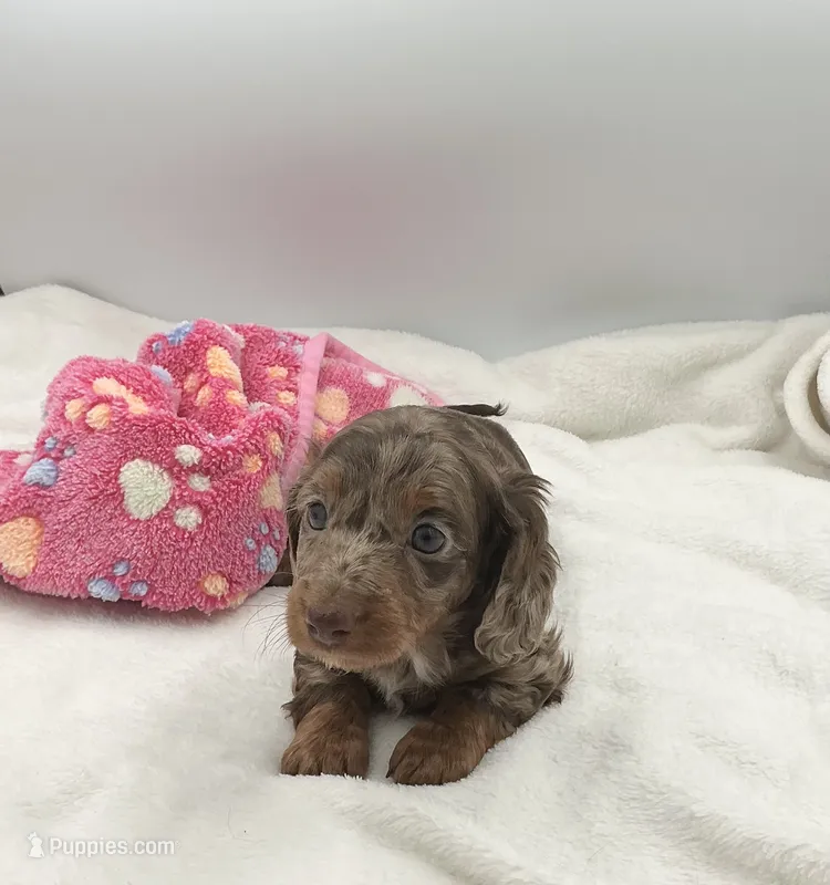 Mazzie – Miniature Dachshund puppy for sale in Bourbon, IN