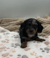 Don, a male Miniature Dachshund for sale in Bourbon, IN – 5 of 10