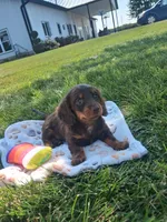 Reese , a female Miniature Dachshund for sale in Bourbon, IN – 2 of 7