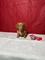 Honey, a male Miniature Dachshund for sale in Plymouth, IN – Photo 2 of 6