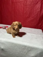 Honey, a male Miniature Dachshund for sale in Plymouth, IN – Photo 3 of 6