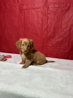 Honey, a male Miniature Dachshund for sale in Plymouth, IN – Photo 5 of 6