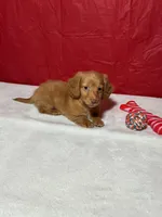 Honey, a male Miniature Dachshund for sale in Plymouth, IN – Photo 4 of 6