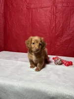 Honey, a male Miniature Dachshund for sale in Plymouth, IN – Photo 1 of 6