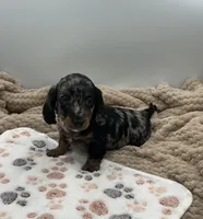 Damion, a male Miniature Dachshund for sale in Bourbon, IN – 4 of 5