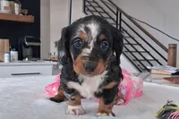 Siri, a male Miniature Dachshund for sale in Plymouth, IN – Photo 1 of 4