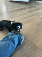 Siri, a female Miniature Dachshund for sale in Plymouth, IN – Photo 8 of 10