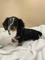 Siri, a female Miniature Dachshund for sale in Plymouth, IN – Photo 4 of 10