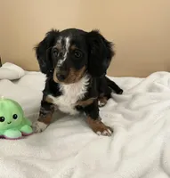 Siri, a female Miniature Dachshund for sale in Plymouth, IN – Photo 6 of 10