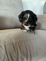 Siri, a female Miniature Dachshund for sale in Plymouth, IN – Photo 5 of 10