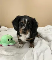 Siri, a female Miniature Dachshund for sale in Plymouth, IN – Photo 2 of 10