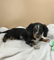 Siri, a female Miniature Dachshund for sale in Plymouth, IN – Photo 3 of 10