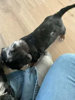 Siri, a female Miniature Dachshund for sale in Plymouth, IN – Photo 7 of 10