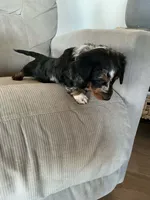 Siri, a female Miniature Dachshund for sale in Plymouth, IN – Photo 10 of 10