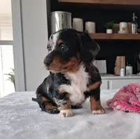 Siri, a male Miniature Dachshund for sale in Plymouth, IN – Photo 2 of 4