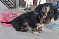 Siri, a male Miniature Dachshund for sale in Plymouth, IN – Photo 4 of 4