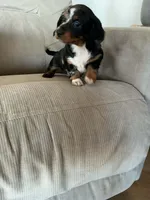 Siri, a female Miniature Dachshund for sale in Plymouth, IN – Photo 9 of 10