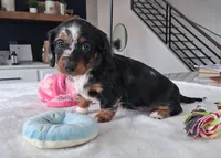 Siri, a male Miniature Dachshund for sale in Plymouth, IN – Photo 3 of 4