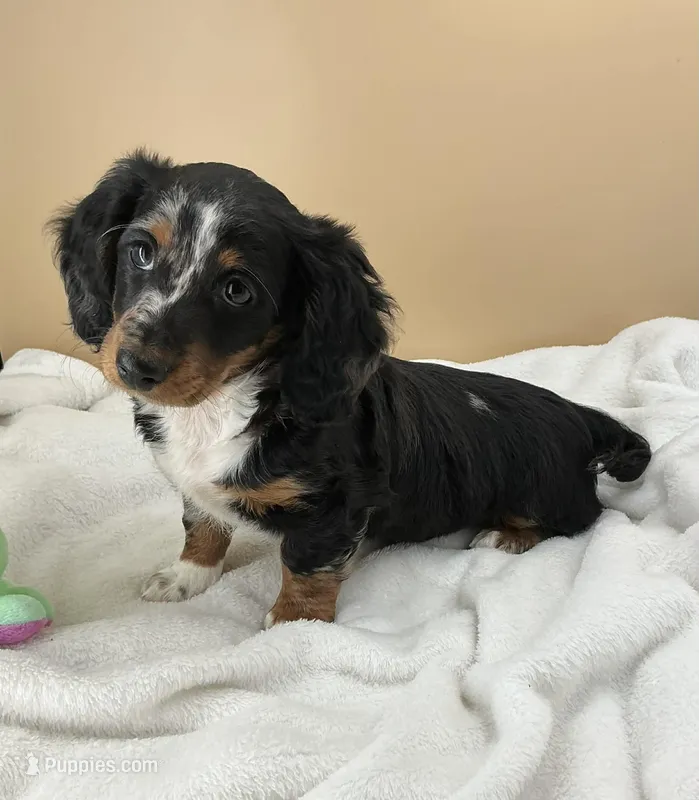 Siri – Miniature Dachshund puppy for sale in Plymouth, IN