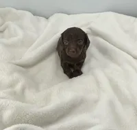 Hazel, a female Miniature Dachshund for sale in Plymouth, IN – Photo 4 of 5