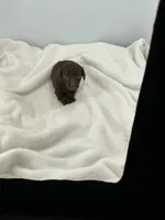 Hazel, a female Miniature Dachshund for sale in Plymouth, IN – Photo 2 of 5