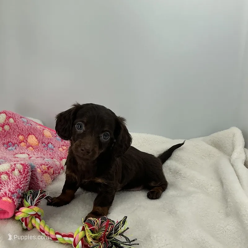Hazel – Miniature Dachshund puppy for sale in Plymouth, IN