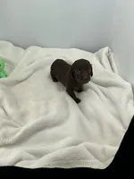 Hazel, a female Miniature Dachshund for sale in Plymouth, IN – Photo 5 of 5