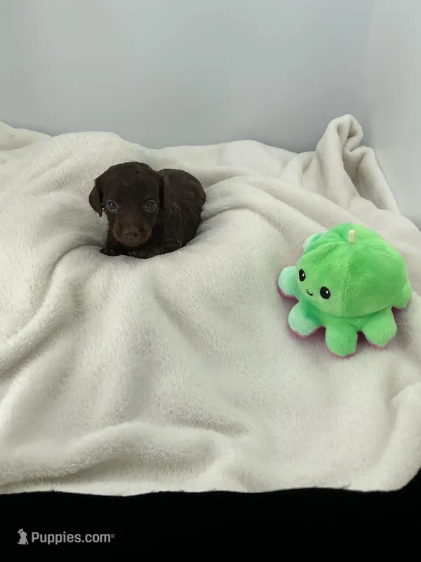 Hazel – Miniature Dachshund puppy for sale in Plymouth, IN