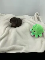 Hazel, a female Miniature Dachshund for sale in Plymouth, IN – Photo 1 of 5