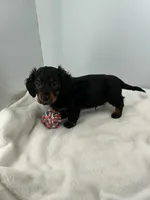 Stormy, a male Miniature Dachshund for sale in Plymouth, IN – Photo 3 of 4