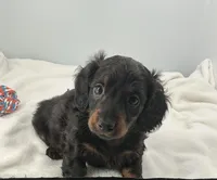 Stormy, a male Miniature Dachshund for sale in Plymouth, IN – Photo 2 of 4
