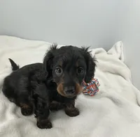 Stormy, a male Miniature Dachshund for sale in Plymouth, IN – Photo 4 of 4