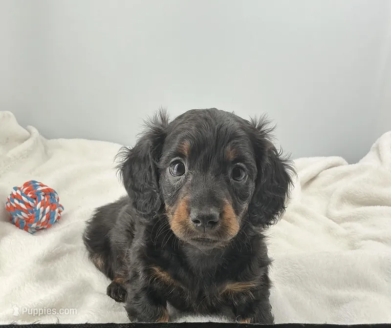 Stormy – Miniature Dachshund puppy for sale in Plymouth, IN