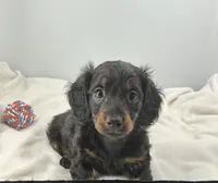 Stormy, a male Miniature Dachshund for sale in Plymouth, IN – Photo 1 of 4