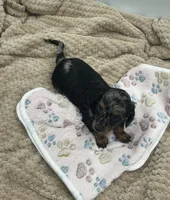 Delilah , a female Miniature Dachshund for sale in Bourbon, IN – 8 of 8