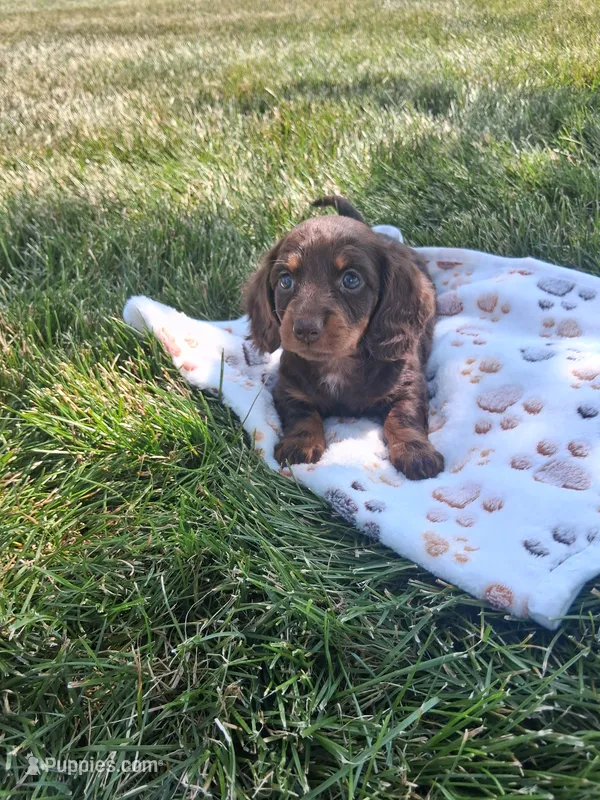 Reese  – Miniature Dachshund puppy for sale in Bourbon, IN